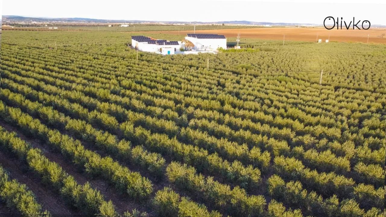 Aerial view of the Olivko olive grove in Tunisia