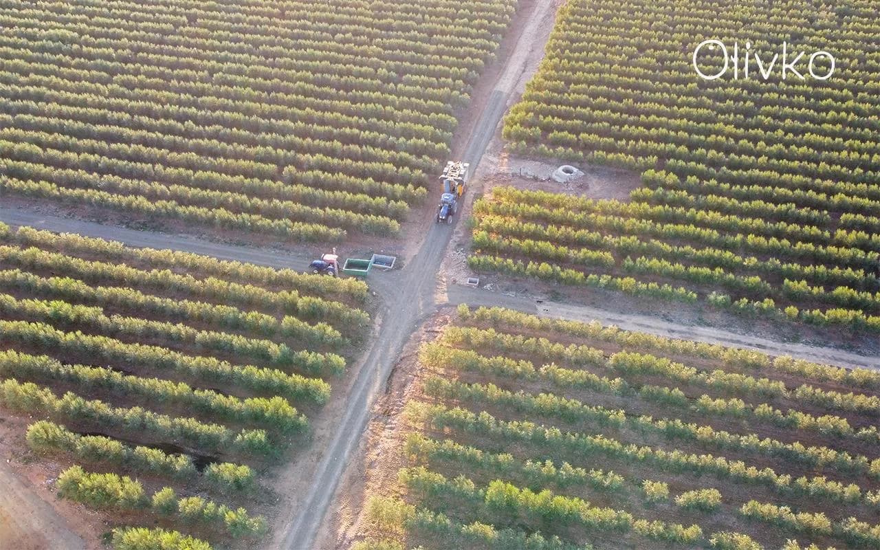 Aerial view of the Olivko olive grove in Tunisia